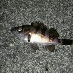 寒さ、風に負けず