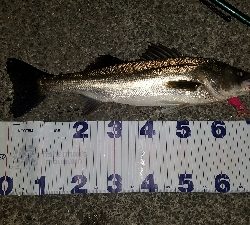 大きなシーバス！！