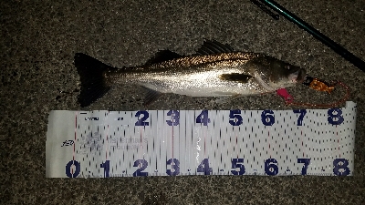 大きなシーバス！！