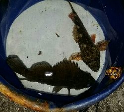 釣り納めメバリング