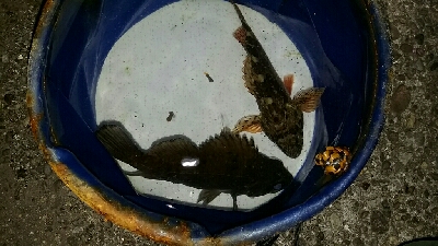 釣り納めメバリング