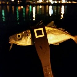 釣り納め舞洲アジング