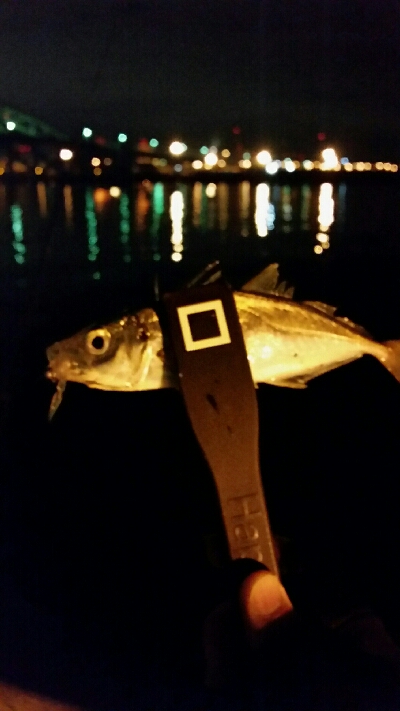 釣り納め舞洲アジング