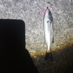 せいご　タケノコめばる