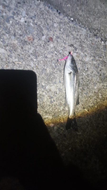 せいご　タケノコめばる