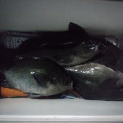 五島で釣り納め