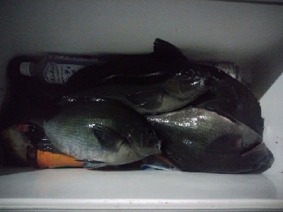 五島で釣り納め