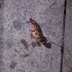 せいご、タケノコメバル