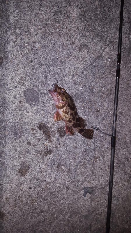 せいご、タケノコメバル