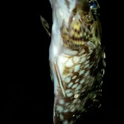 ミニミニ釣り納め