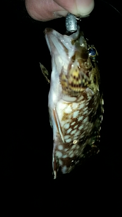 ミニミニ釣り納め