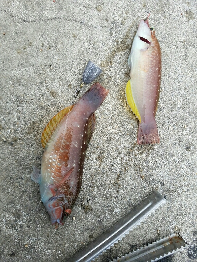 五目釣り　～釣り納めはさんざんたる結果に～…