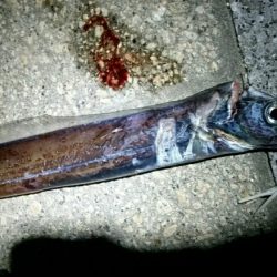 爆風と極寒でも釣れるタチウオ