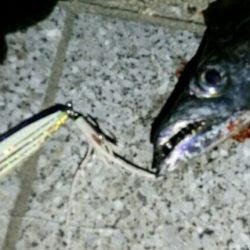 そろそろドラゴンサイズに期待！