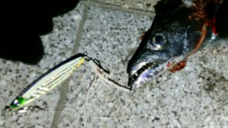 そろそろドラゴンサイズに期待！