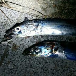 湾奥タチウオまだまだ好釣！！