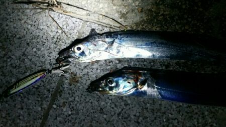湾奥タチウオまだまだ好釣！！