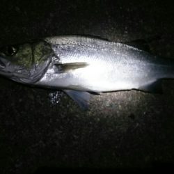 久しぶりのシーバス