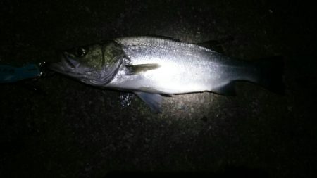 久しぶりのシーバス