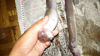 冬のぶっこみでまさかの70cm！？