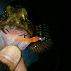 メバル釣れず･･･