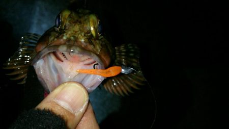 メバル釣れず･･･