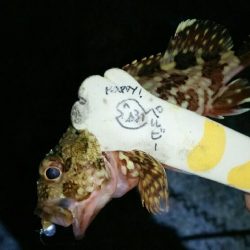 おしゃべりついでにライトゲーム