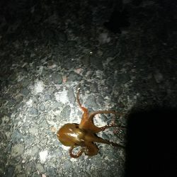 初イカ釣れました。