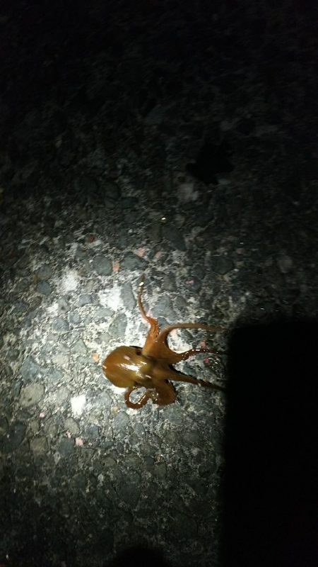 初イカ釣れました。