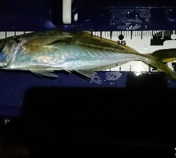 アジングだめだなあ