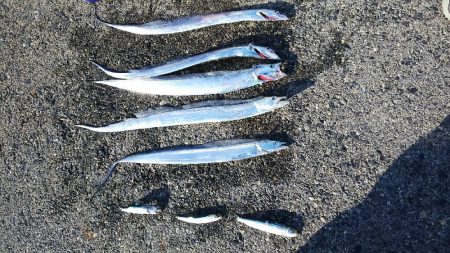 青物全く(´～｀)