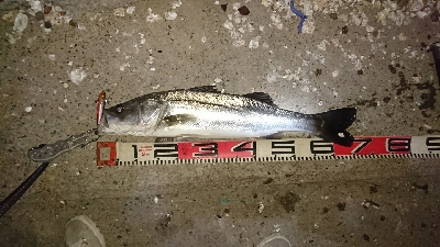 まだいました♪(*￣∇￣)ノ