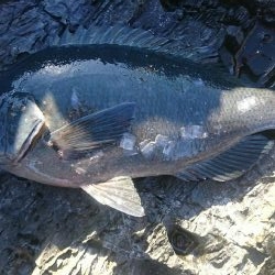 大月町西泊山岡渡船釣果