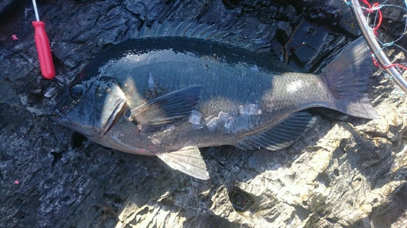 大月町西泊山岡渡船釣果