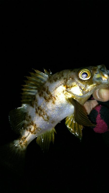 洲本から北上しながらランガン