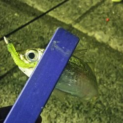 ナイフフィッシング