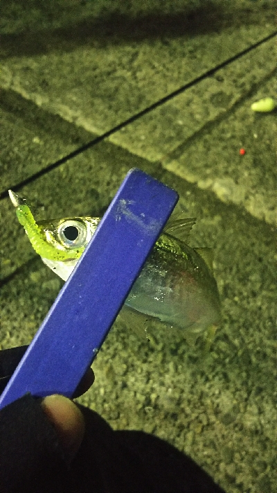 ナイフフィッシング