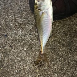 アジフライ食べたい