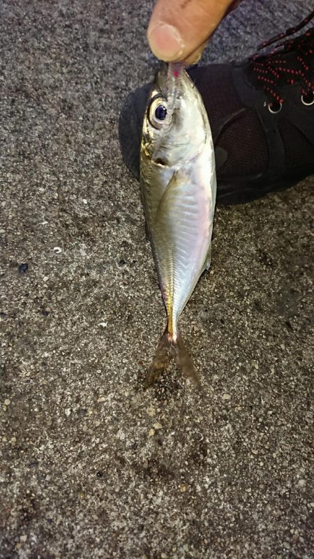 アジフライ食べたい