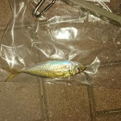 激渋激寒アジング