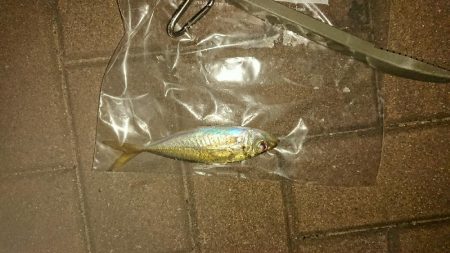 激渋激寒アジング