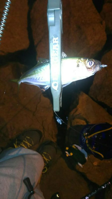 短時間アジング