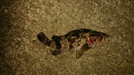 まだまだアジング