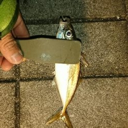 またまたアジング