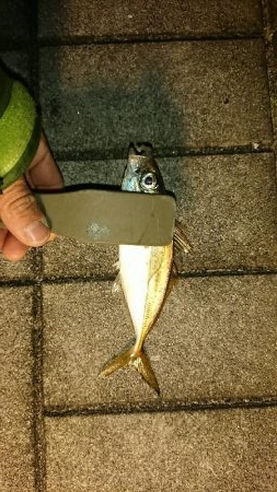 またまたアジング