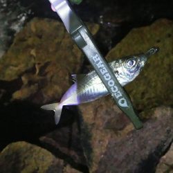 メバル狙いやったのですが