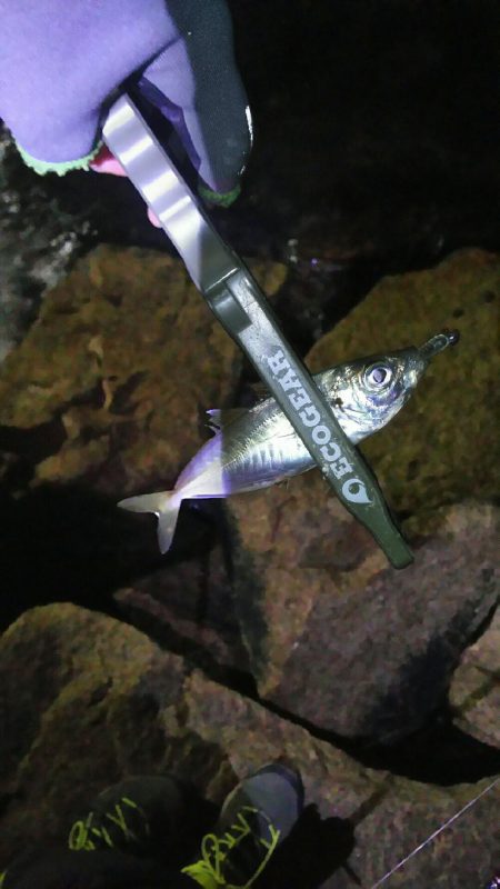 メバル狙いやったのですが