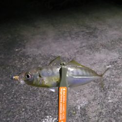 釣り納め淡路島