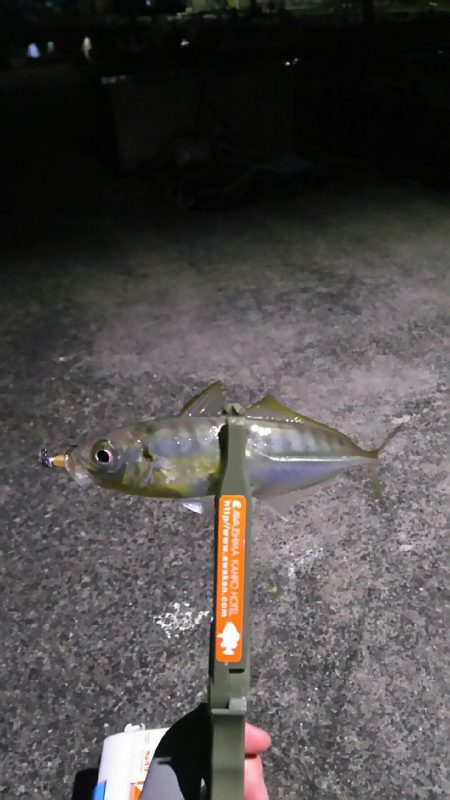釣り納め淡路島