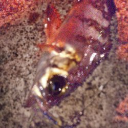 アジングからメバリングへ